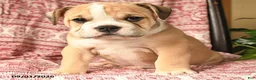 English Bulldog dogs for sale: Big Ben - Ad 4