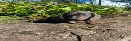 Miniature Dachshund dogs for sale: Dixie - Ad 11