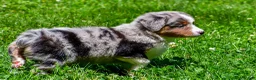 Miniature Australian Shepherd dogs for sale: Fancy - Ad 11