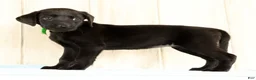 Labrador Retriever dogs for sale: Bailey - Ad 4