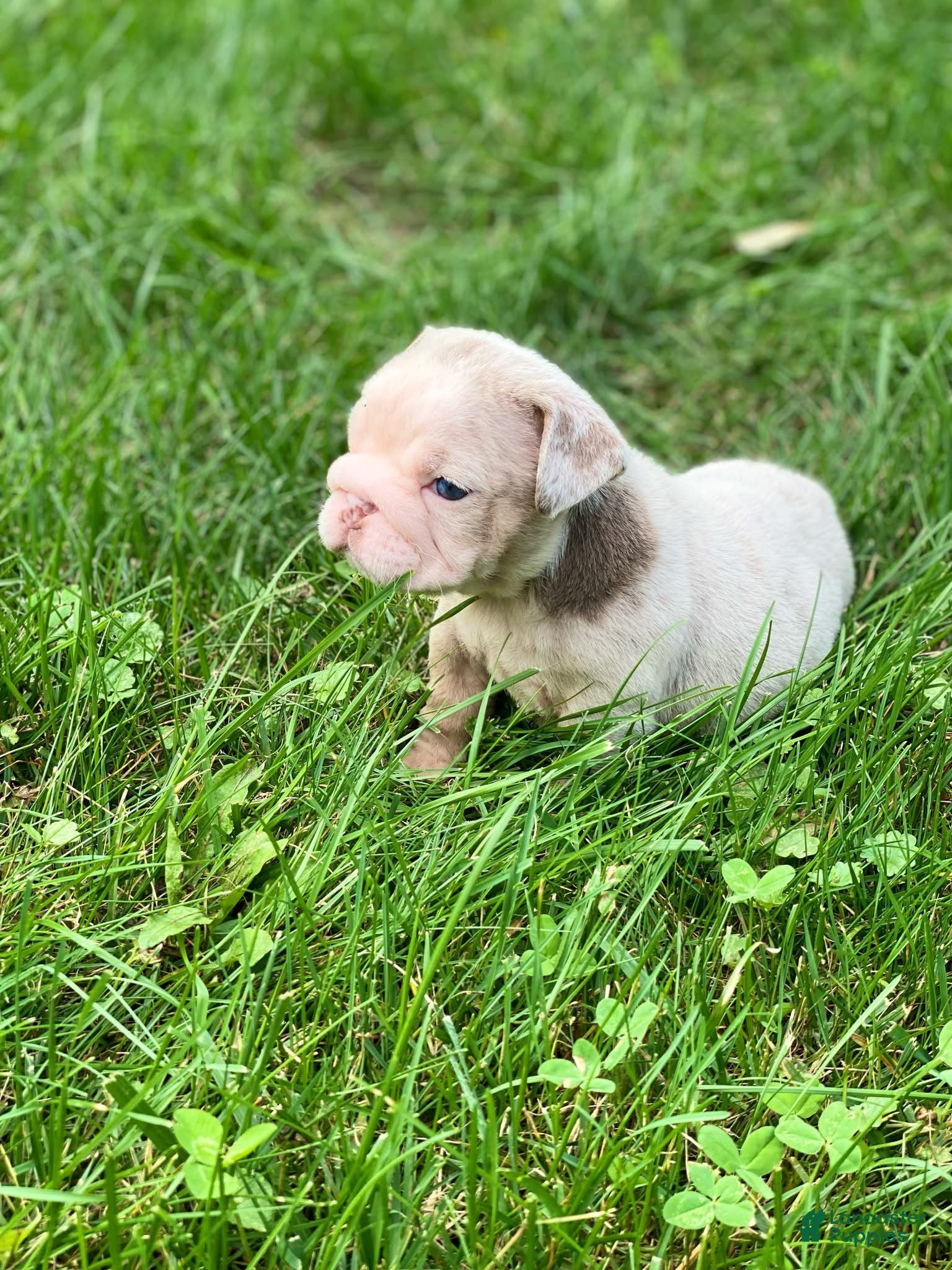 English Bulldog dogs ELOISE - Ad 35