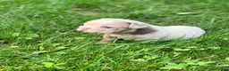 English Bulldog dogs for sale: ELOISE - Ad 2