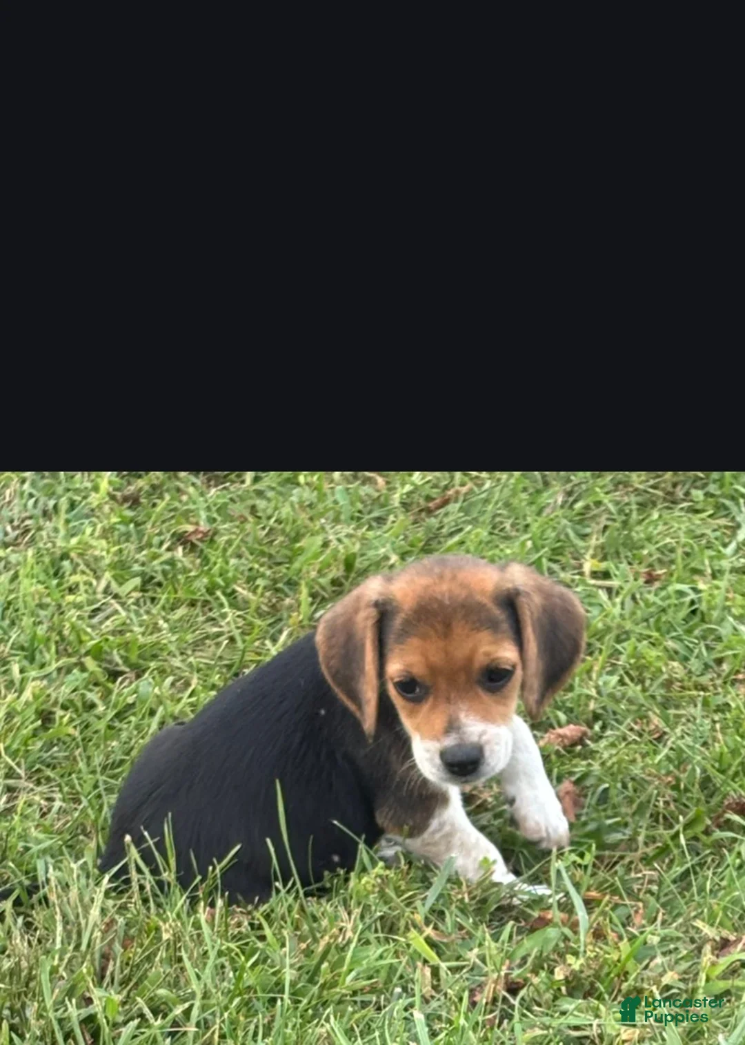 Beagle dogs for sale: Rocky - Ad 1