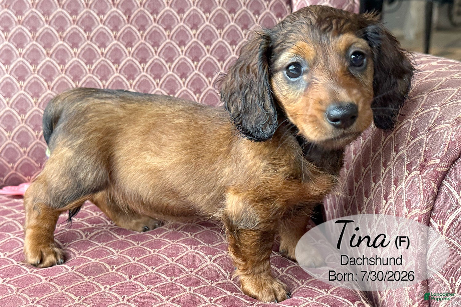 Dachshund dogs Tina - Ad 1
