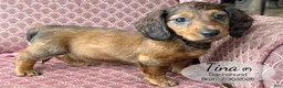 Dachshund dogs for sale: Tina - Ad 1