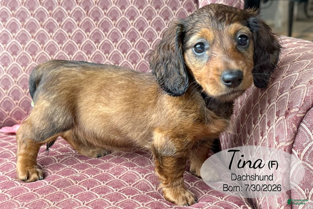 Dachshund dogs for sale: Tina - Ad 1