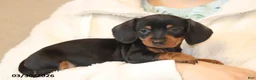 Miniature Dachshund dogs for sale: Ava  - Ad 3
