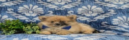 Pomeranian dogs for sale: Rafe - Ad 5