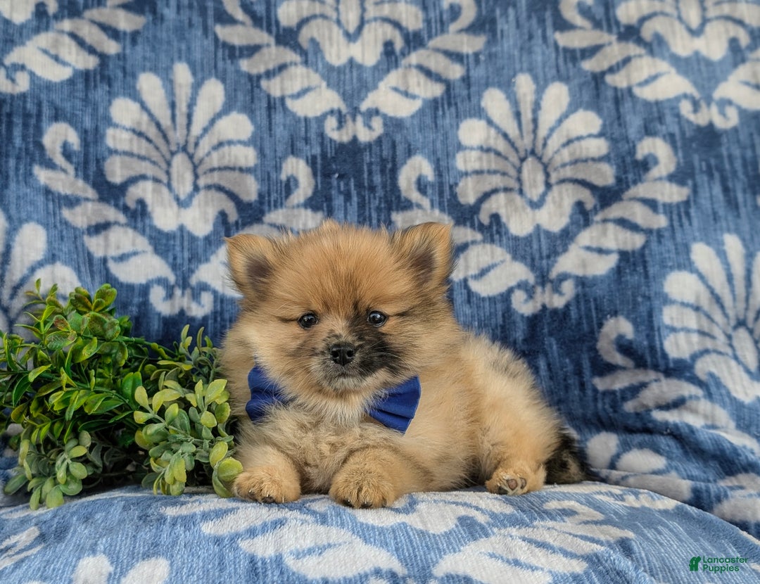 Pomeranian dogs for sale: Rafe - Ad 5