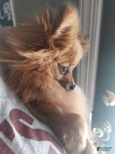 Gallery Image {{count}}