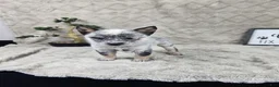 Australian Cattle Dog dogs for sale: Henry - Ad 9