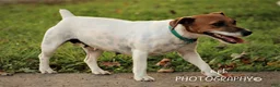 Jug dogs for sale: Zipporah Jug Puppy - Ad 6