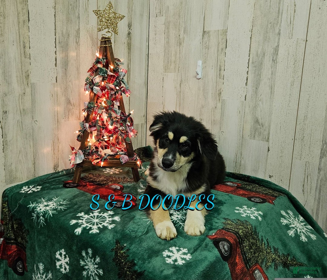 Miniature Australian Shepherd dogs for sale: Flash - Ad 1