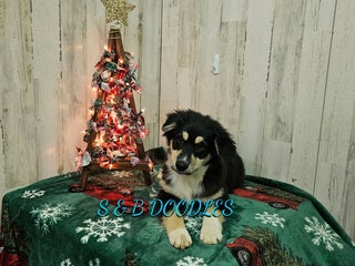 Miniature Australian Shepherd dogs Flash - Ad 5