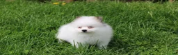 Pomeranian dogs for sale: Cora - Ad 4