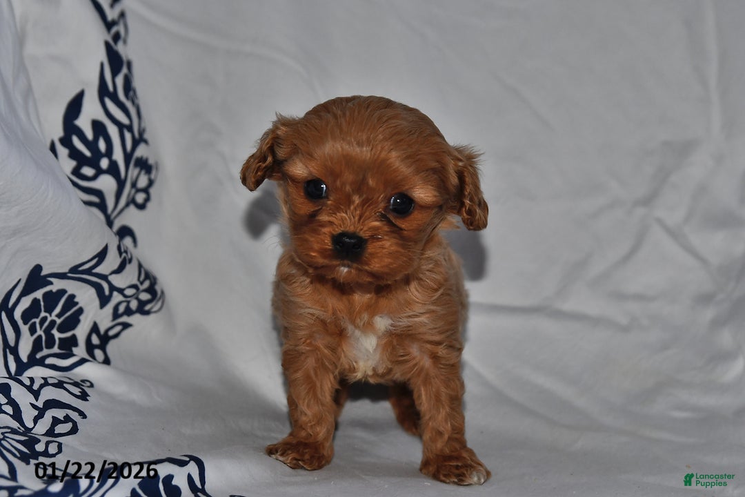 Cavapoo dogs for sale: Rylan - Ad 4