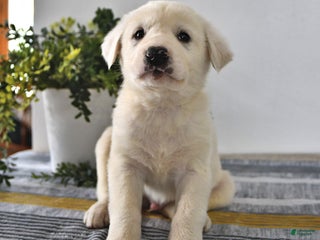 Mixed Breed dogs Buster - Ad 6