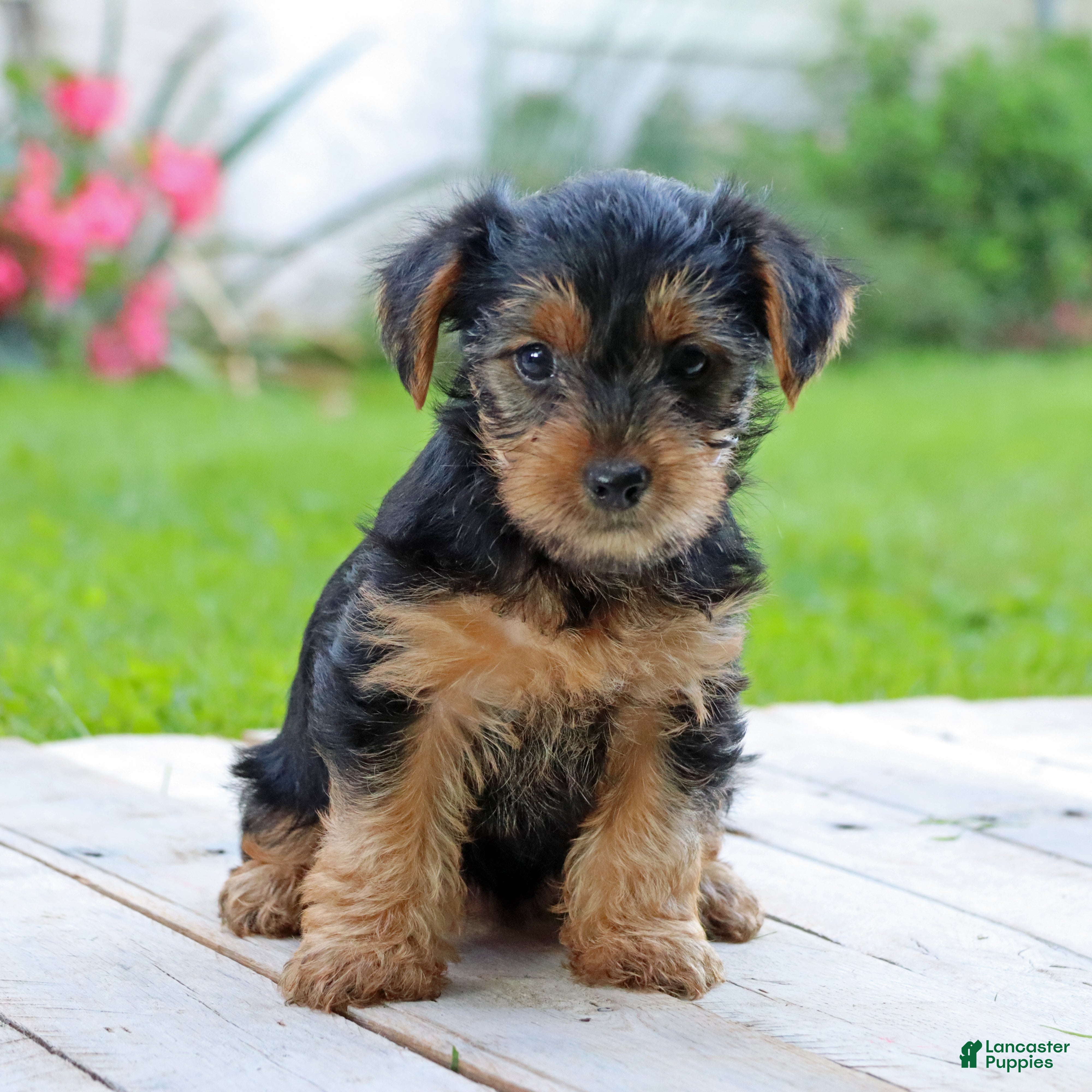 Yorkshire Terrier dogs Zoe - Ad 2