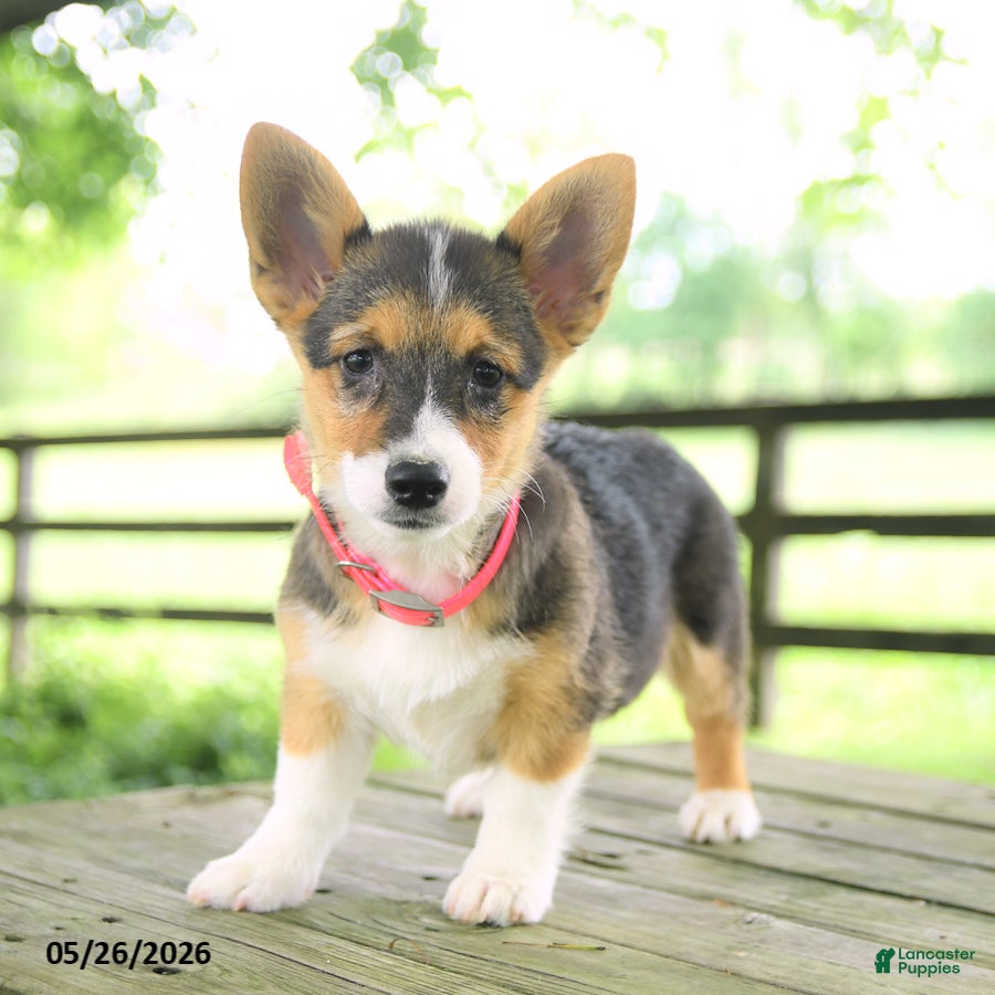 Welsh Corgi Pembroke dogs Bailey - Ad 2