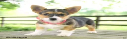 Welsh Corgi Pembroke dogs for sale: Bailey - Ad 3