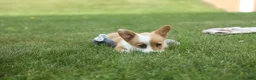 Welsh Corgi Pembroke dogs for sale: Dixie 🐶💖 - Ad 5