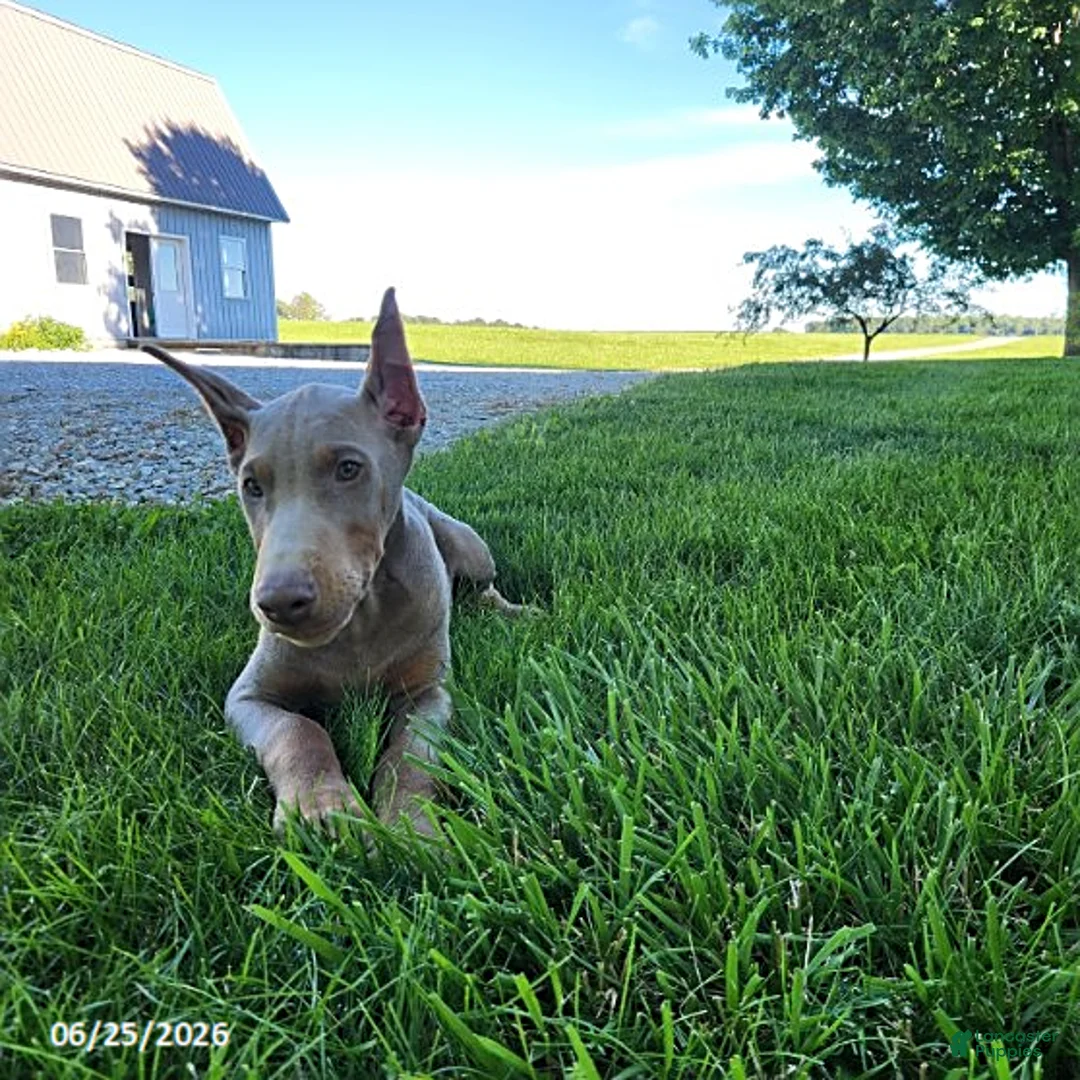 Doberman Pinscher dogs for sale: Griffin - Ad 8