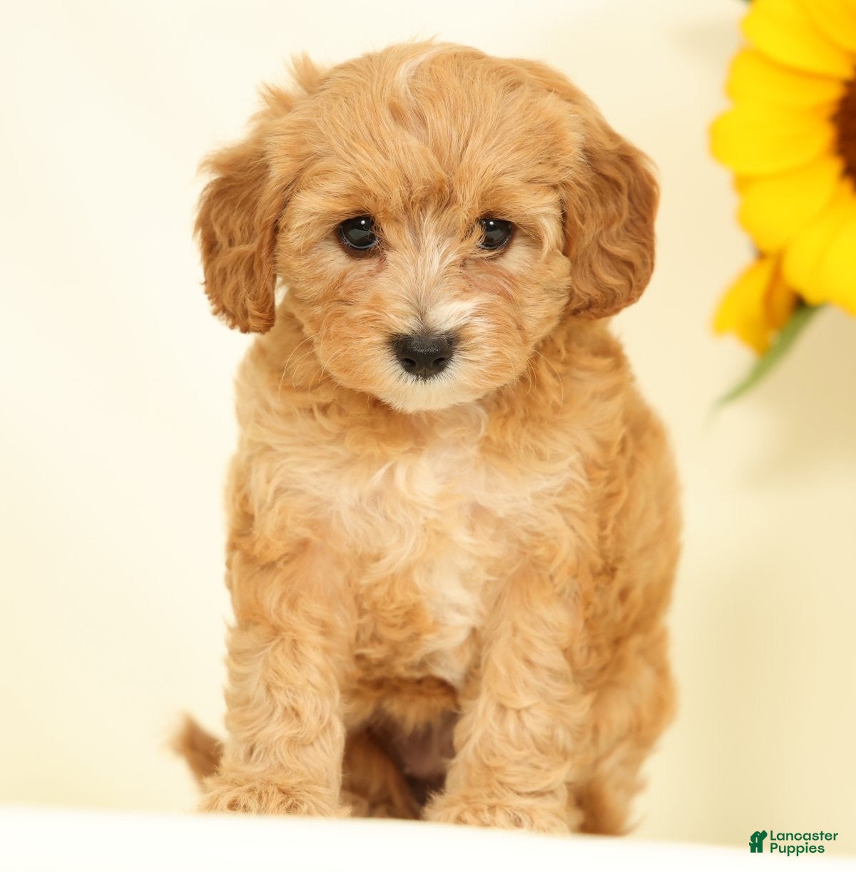 Cavapoo dogs Mandy - Ad 1