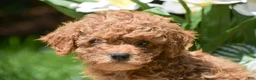 Miniature Poodle dogs for sale: Peter - Ad 3