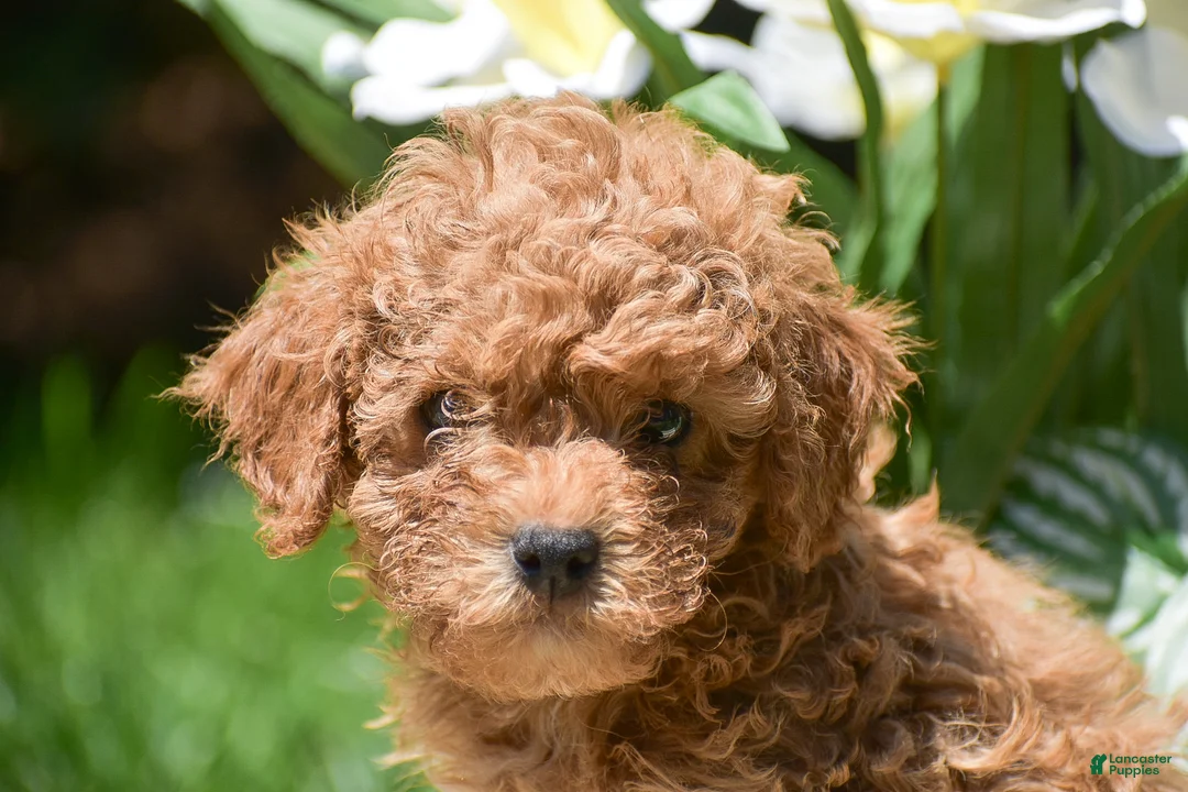 Miniature Poodle dogs for sale: Peter - Ad 3