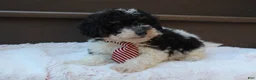 Miniature Poodle dogs for sale: Milo - Ad 3