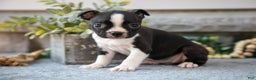Boston Terrier dogs for sale: Felicia  - Ad 3