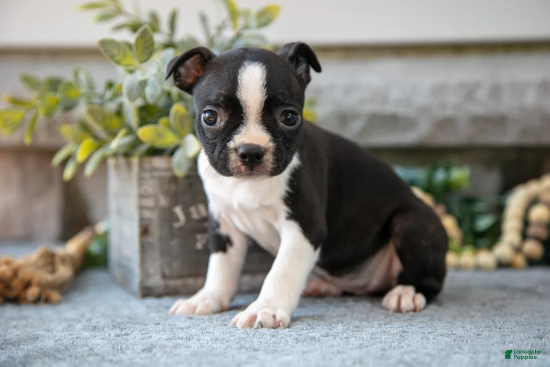 Boston Terrier dogs for sale: Felicia  - Ad 3