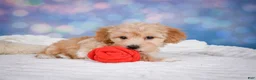 Maltipoo dogs for sale: Ginger - Ad 12