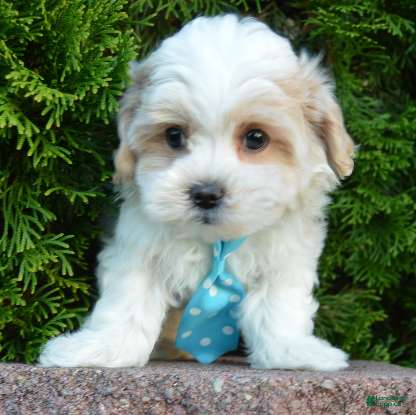 Maltipoo dogs Murphy - Ad 2