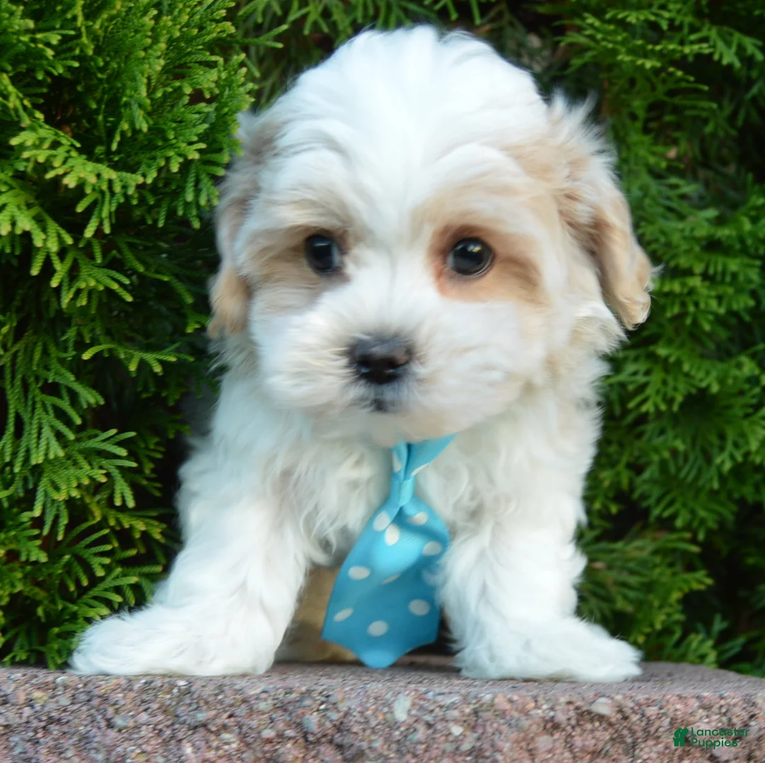 Maltipoo dogs for sale: Murphy - Ad 2