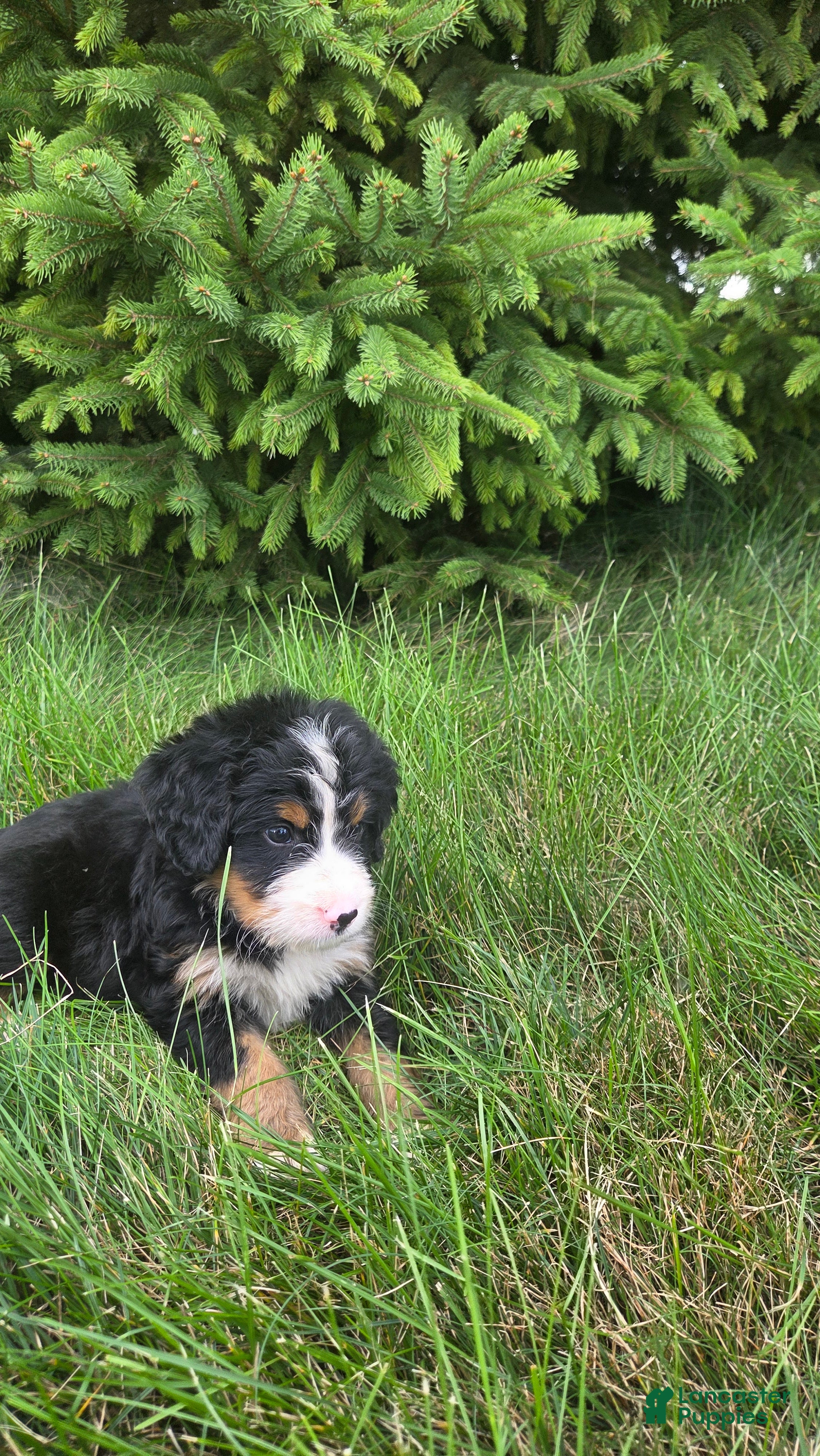 Bernedoodle dogs Bernedoodle orange - Ad 2