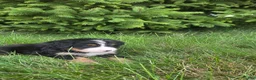 Bernedoodle dogs for sale: Bernedoodle orange - Ad 2