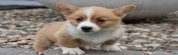 Welsh Corgi Pembroke dogs for sale: Lane - Ad 3
