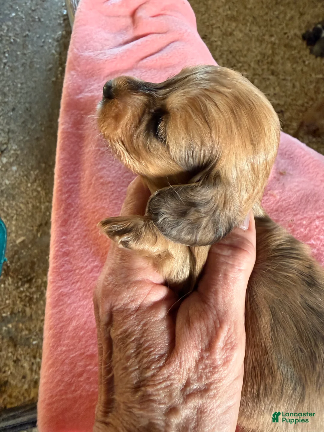 Miniature Dachshund dogs for sale: Miniature Dachshund Puppy 4 - Ad 2