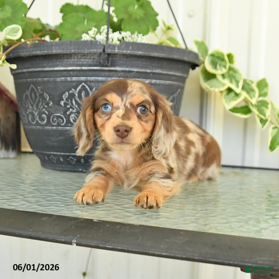 Dachshund dogs for sale: Lily - Ad 5