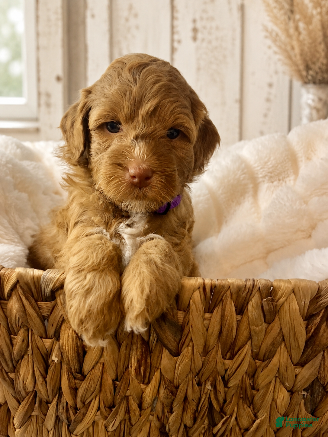 Mini Goldendoodle dogs Rocket - Ad 1