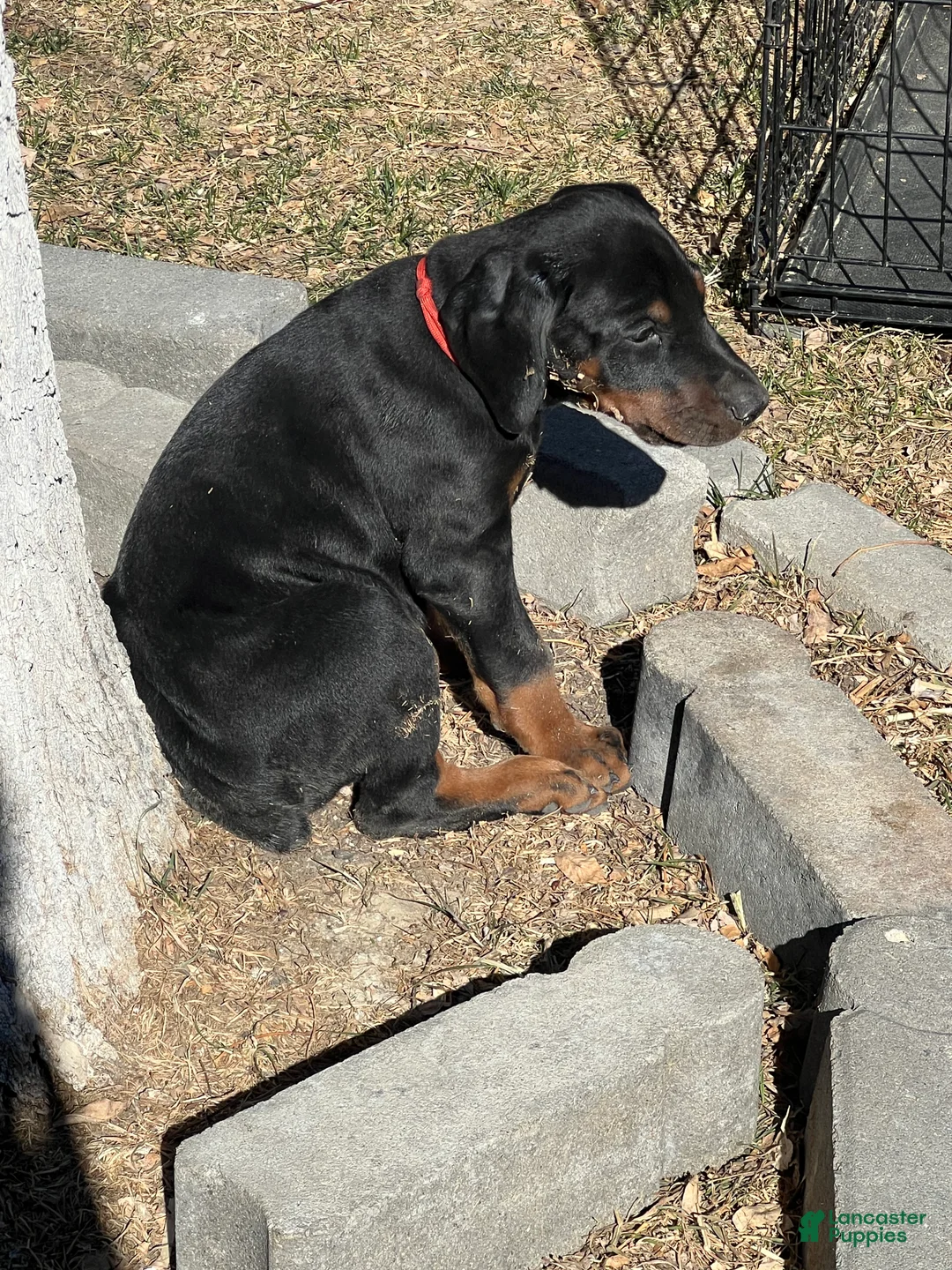 Doberman Pinscher dogs for sale: European Doberman Pinscher Red collar female - Ad 1
