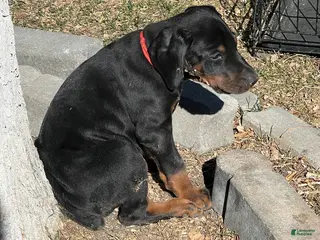 Doberman Pinscher dogs for sale: European Doberman Pinscher Red collar female - Ad 3