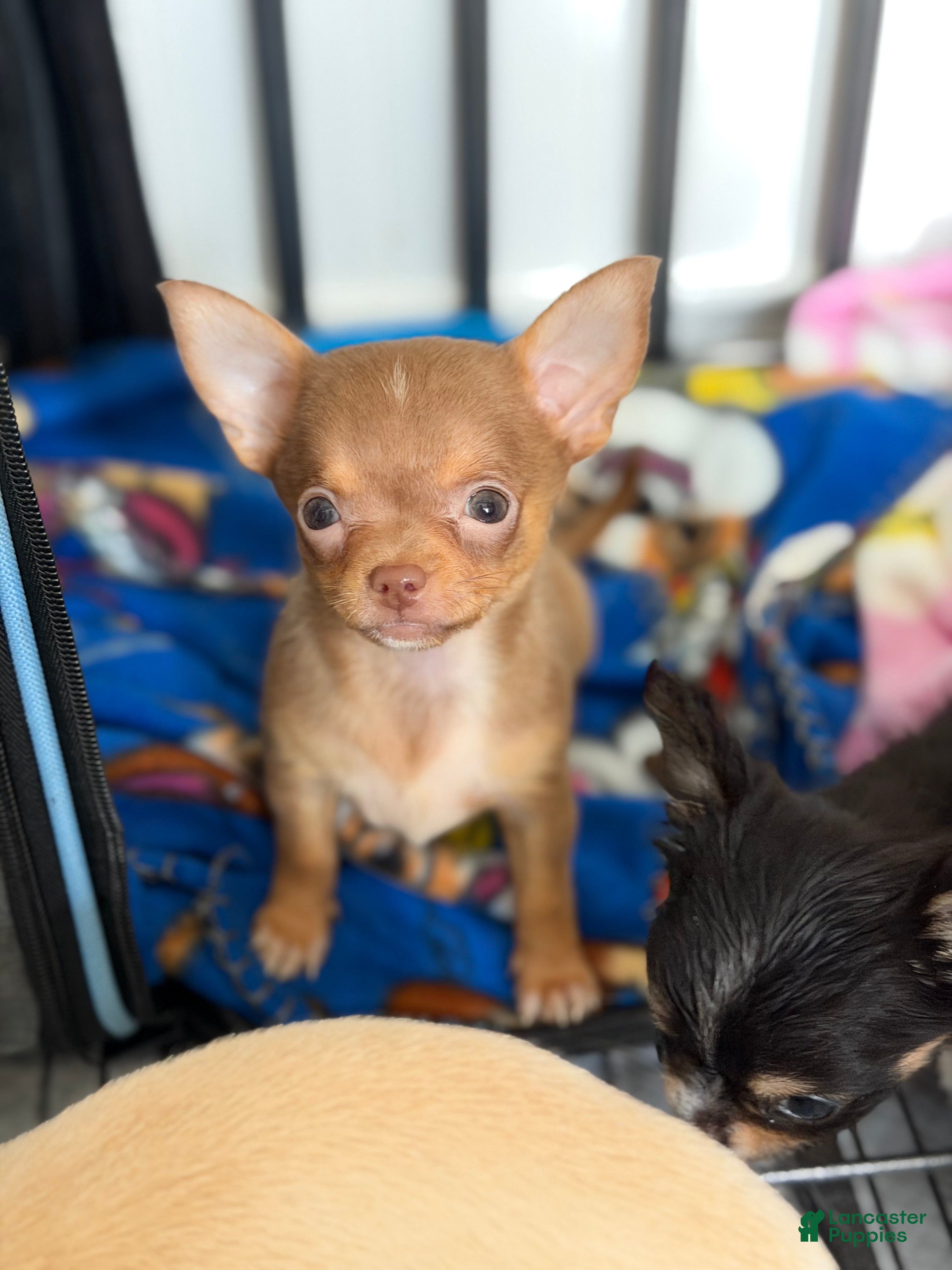 Chihuahua dogs ✨Teacup Tina✨ - Ad 2