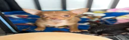 Chihuahua dogs for sale: ✨Teacup Tina✨ - Ad 2