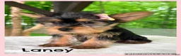 Yorkshire Terrier dogs for sale: Lainey - Ad 1