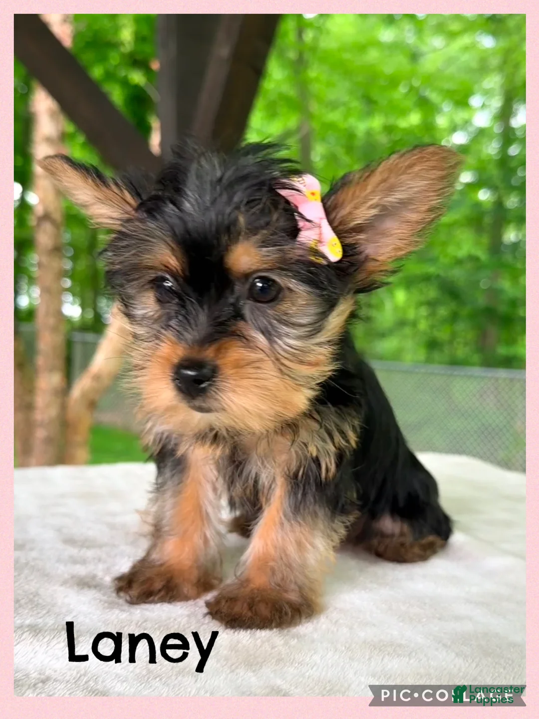 Yorkshire Terrier dogs for sale: Lainey - Ad 1