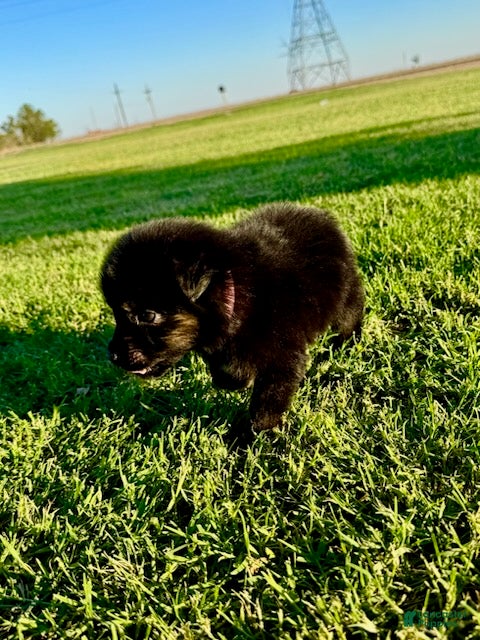 Miniature Australian Shepherd dogs Coral - Ad 2