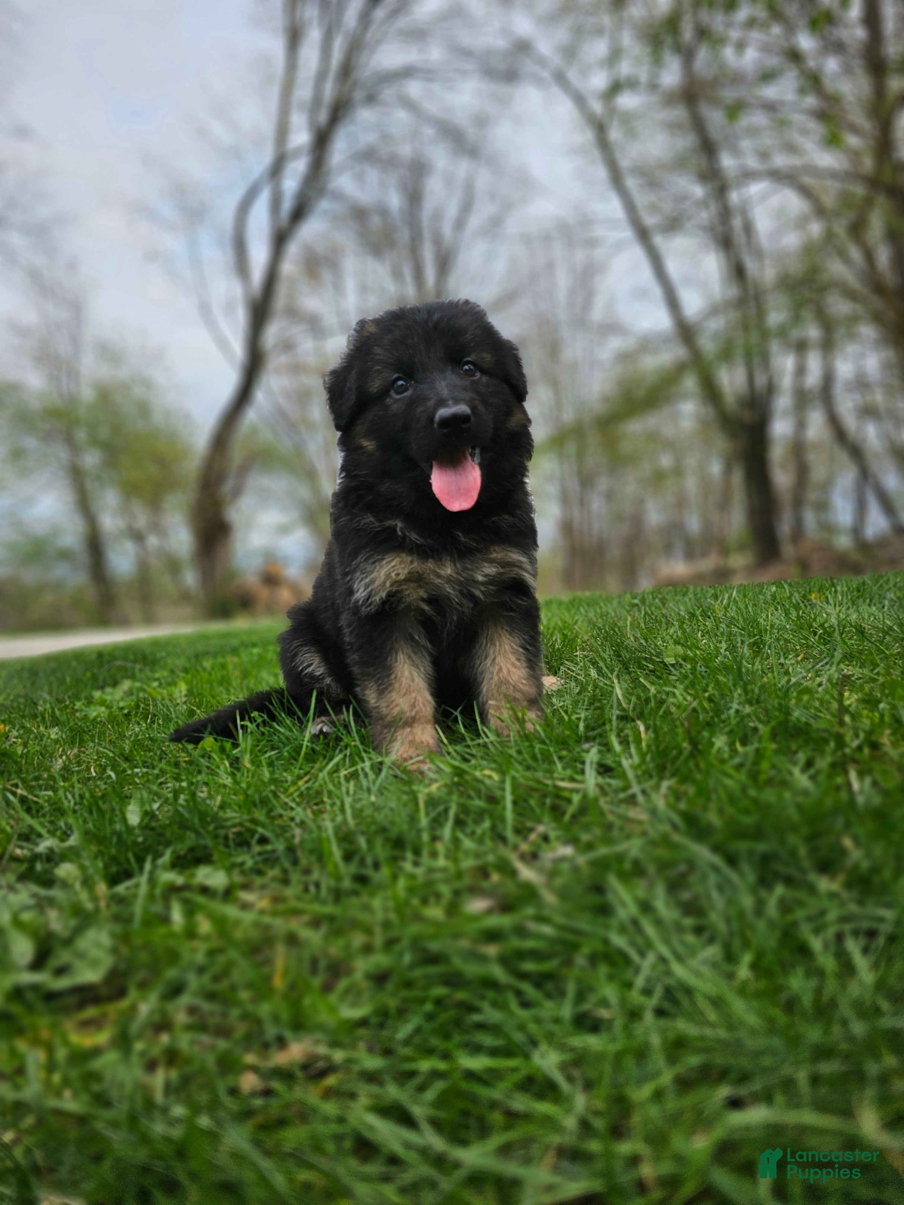German Shepherd dogs Abby  - Ad 1