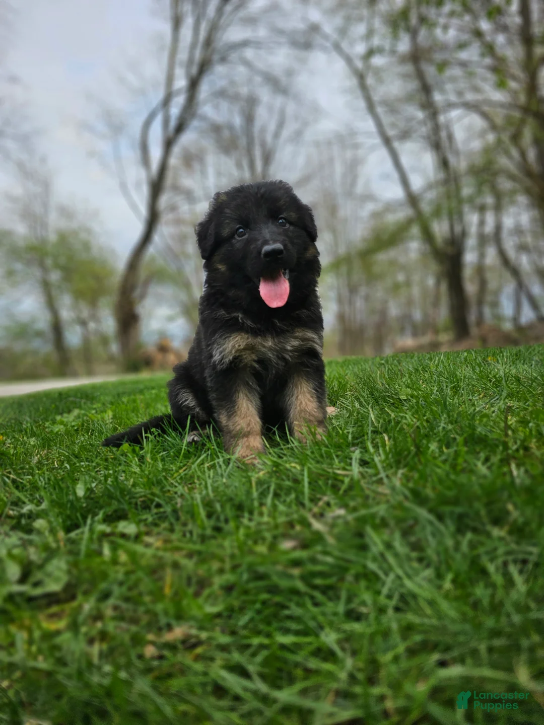 German Shepherd dogs for sale: Abby  - Ad 1